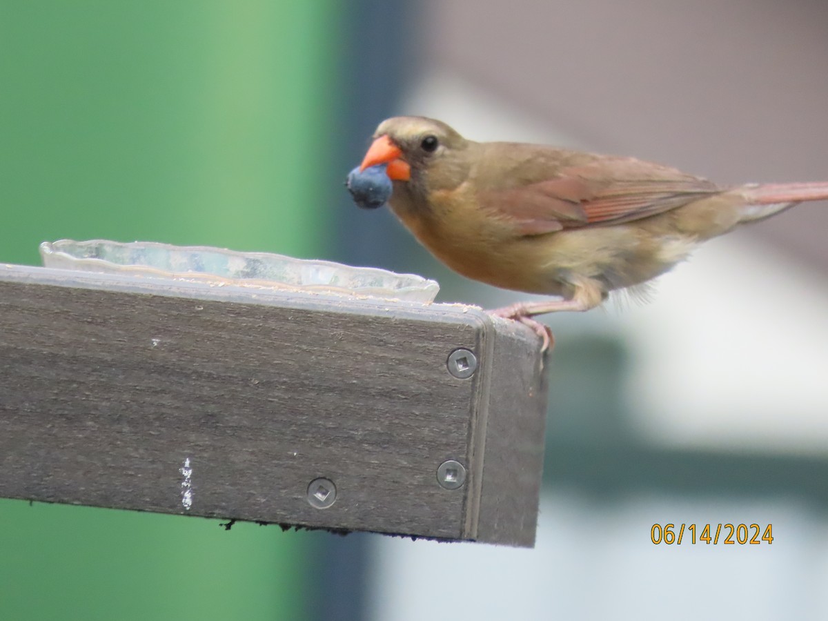 Northern Cardinal - ML620432405