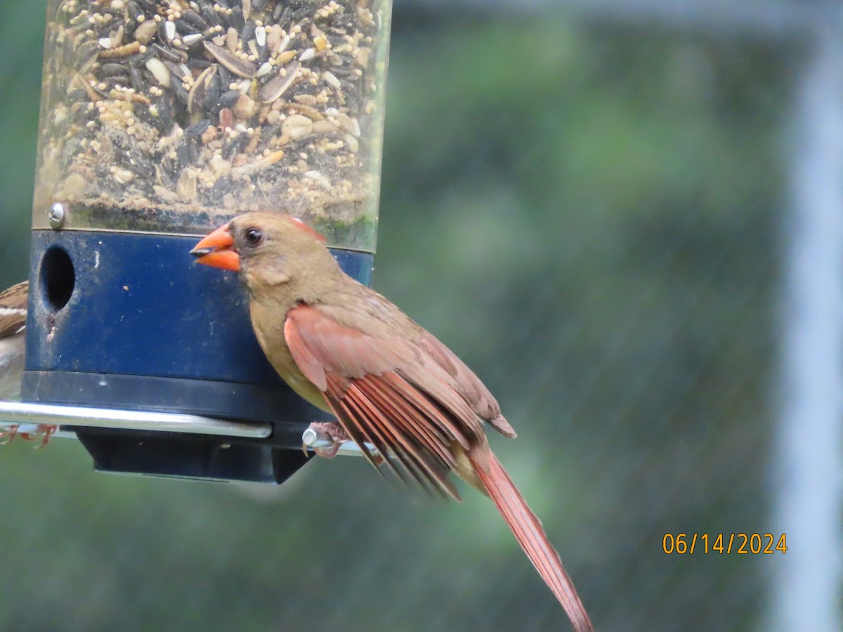 Northern Cardinal - ML620432406