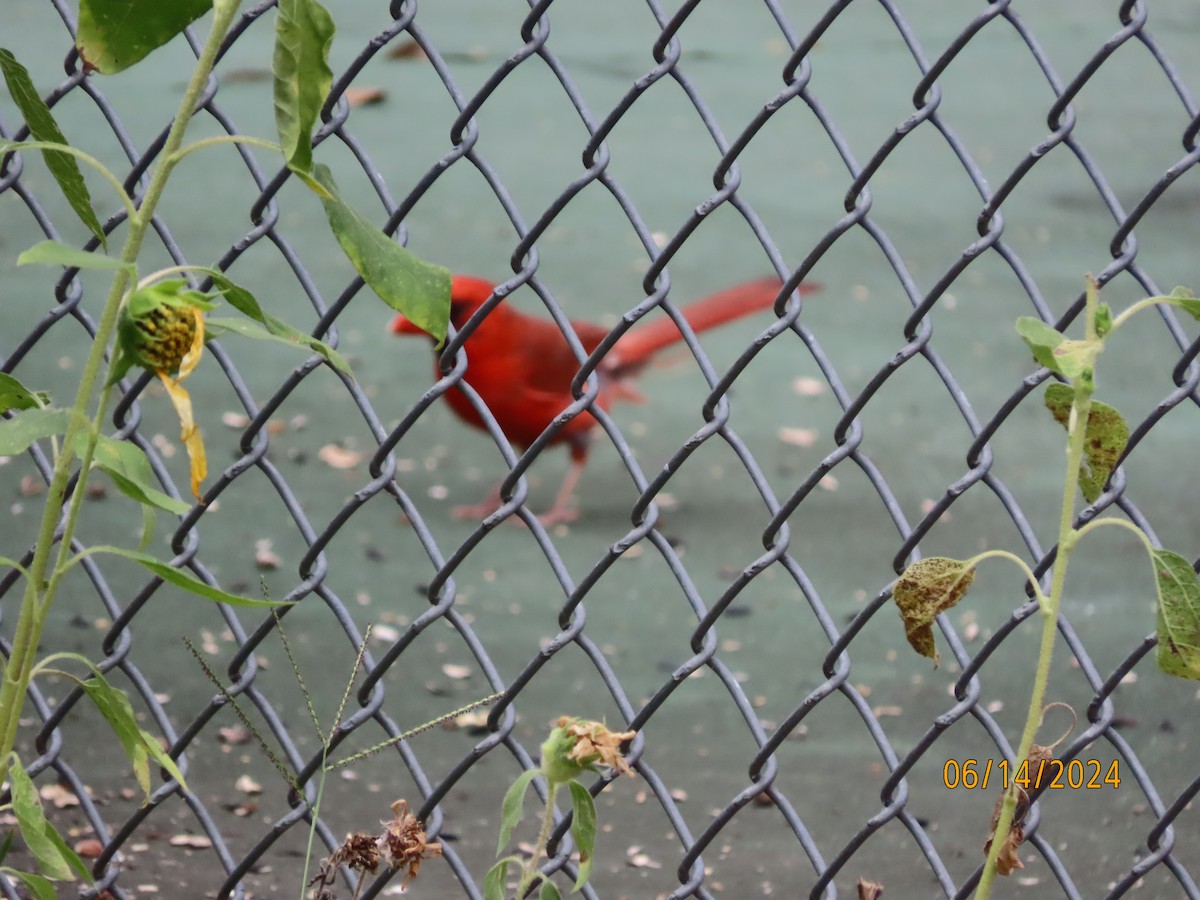 Cardinal rouge - ML620432407