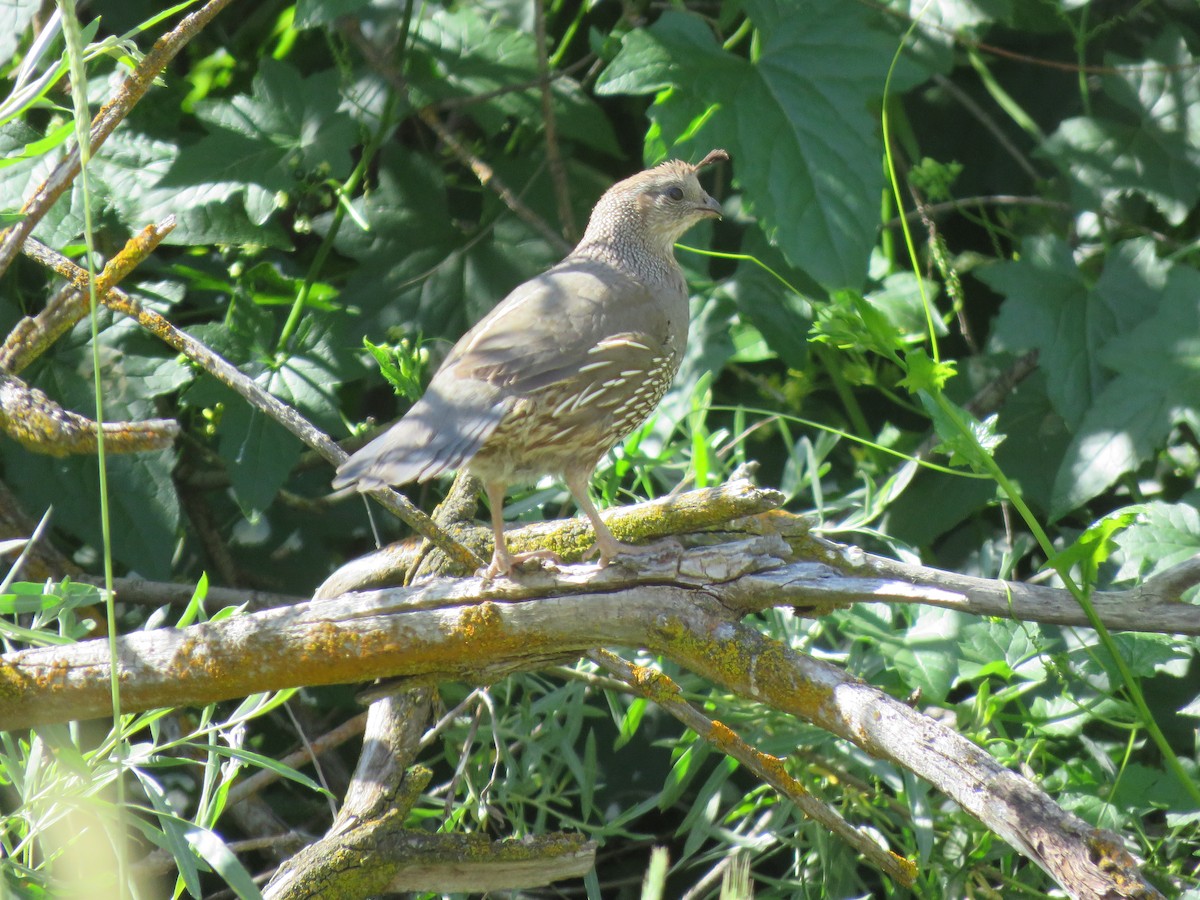 California Quail - ML620432411