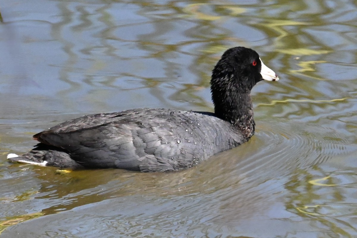 American Coot - ML620432413