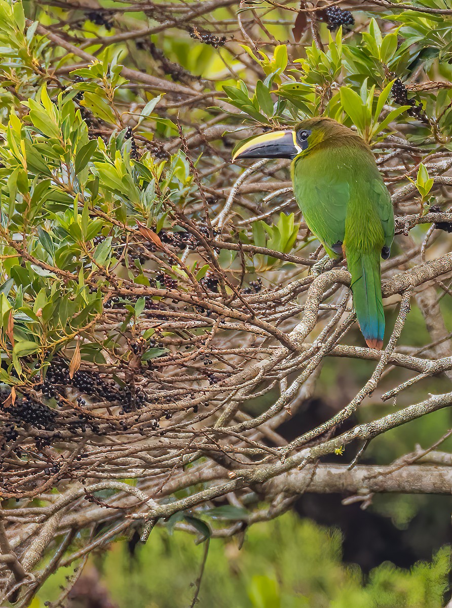 Northern Emerald-Toucanet - ML620432414