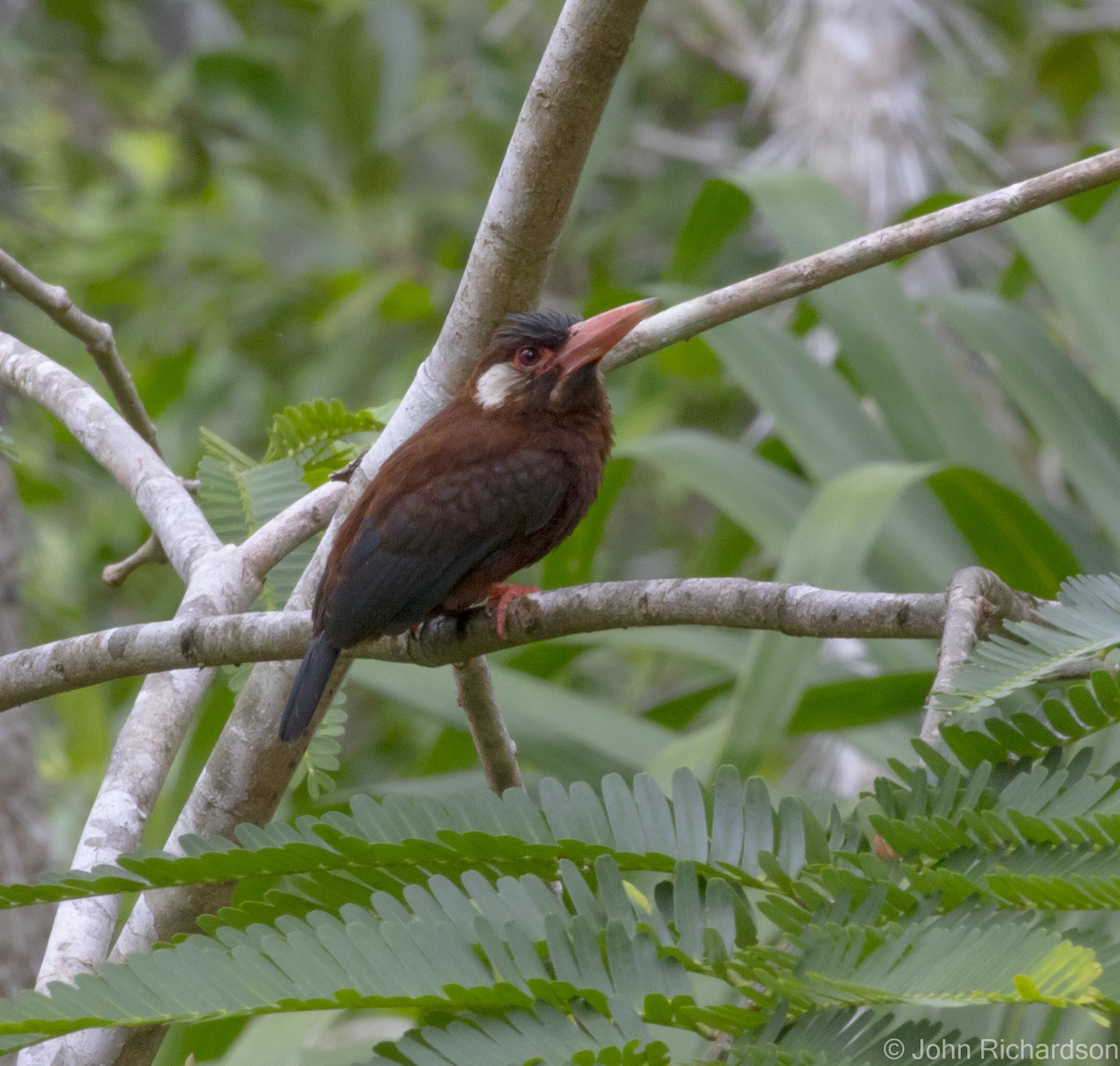 White-chinned Jacamar - ML620432417