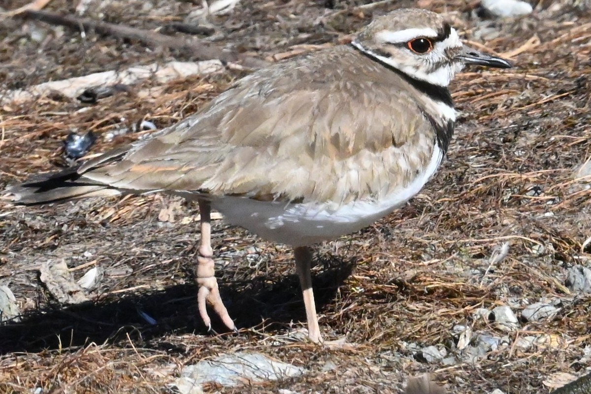 Killdeer - ML620432421