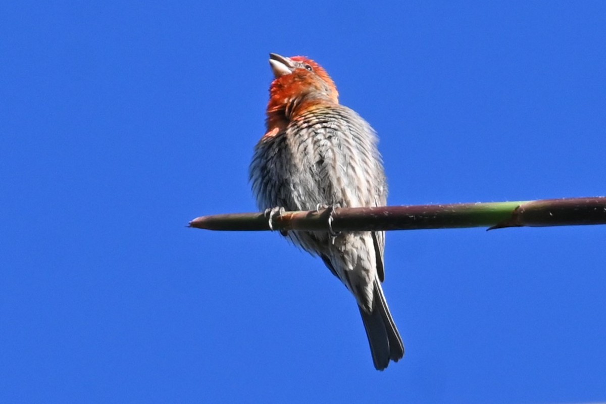 House Finch - ML620432422