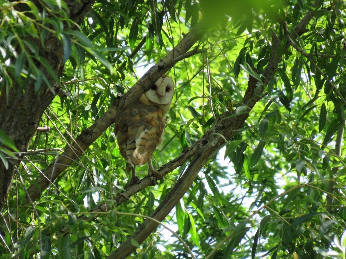 Barn Owl - ML620432424