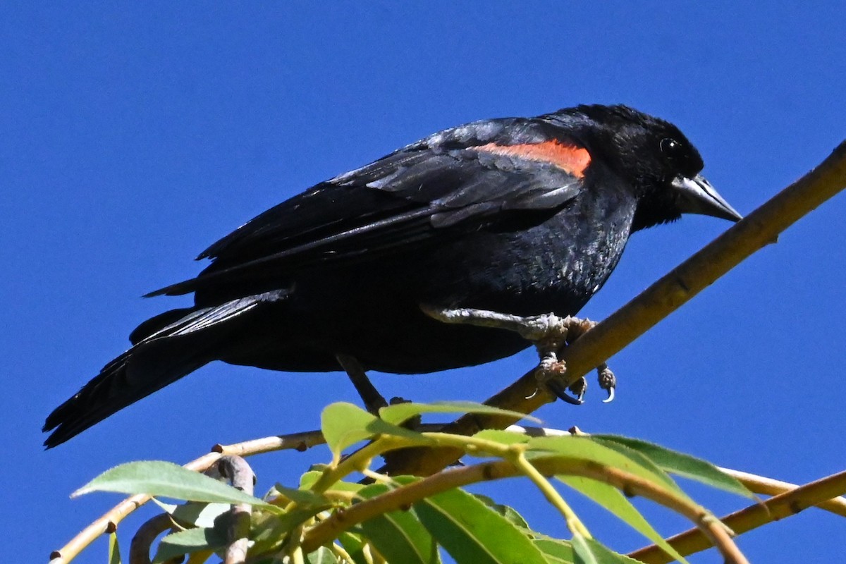 Red-winged Blackbird - ML620432428