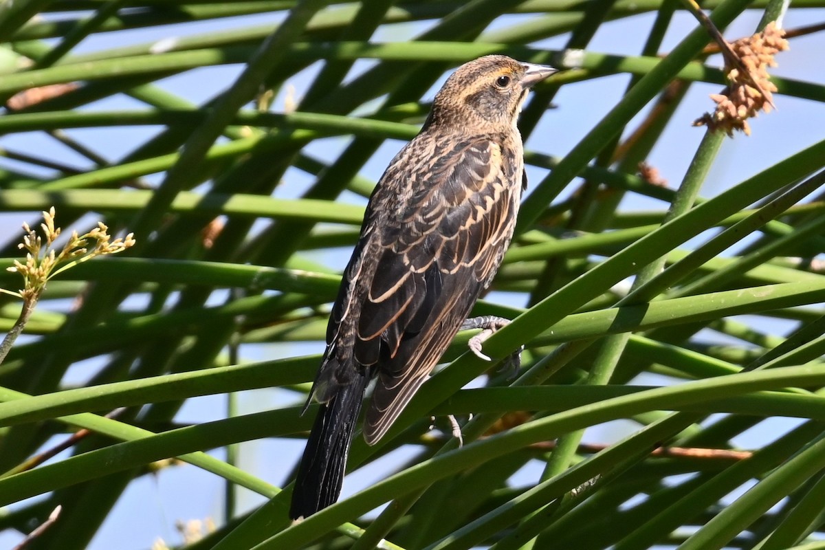 Red-winged Blackbird - ML620432429