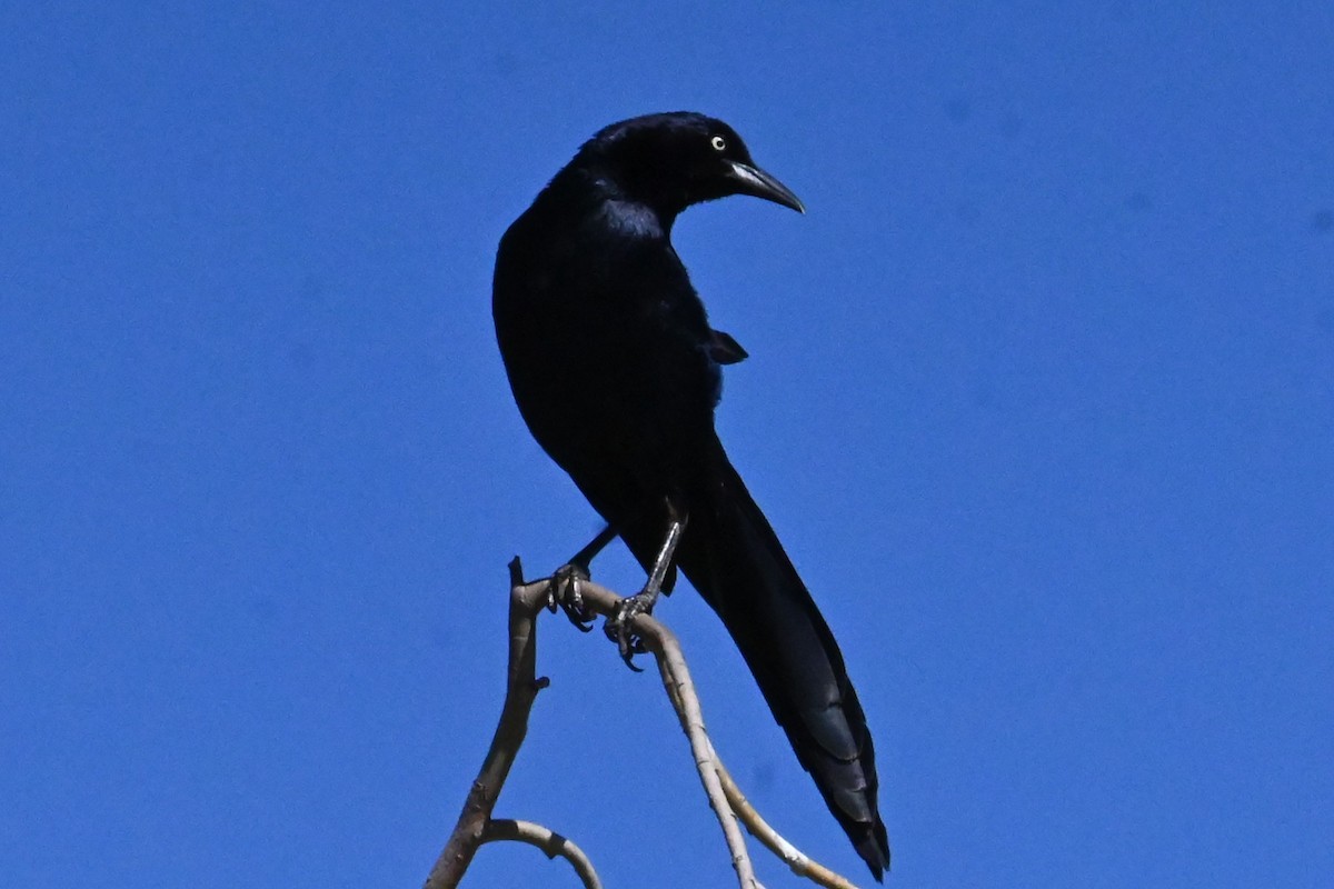 Great-tailed Grackle - ML620432430