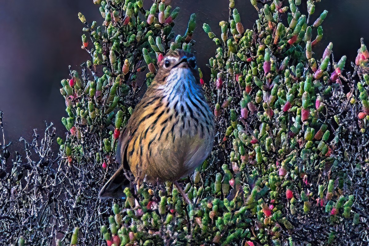 Striated Fieldwren - ML620432431