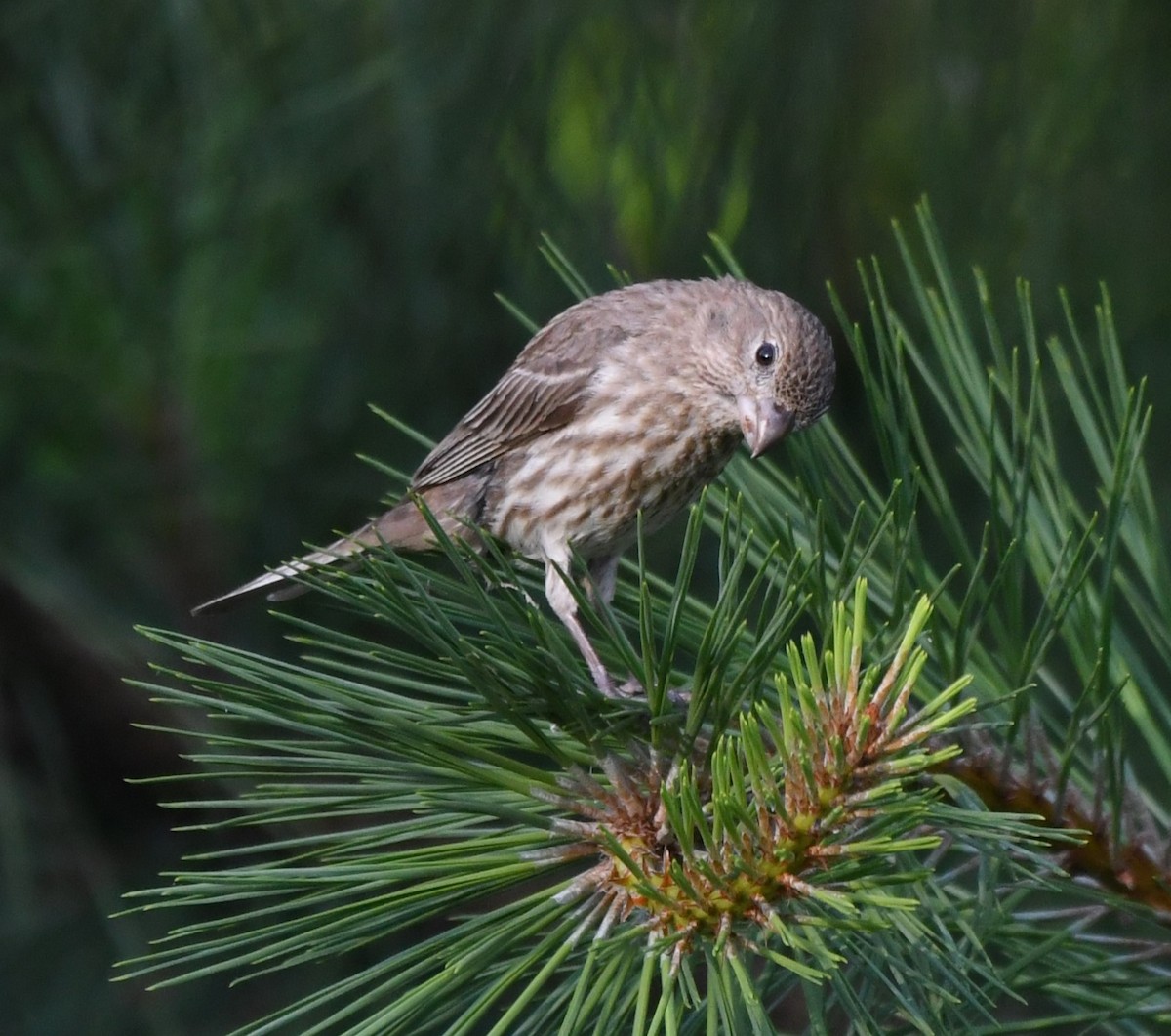 House Finch - ML620432432