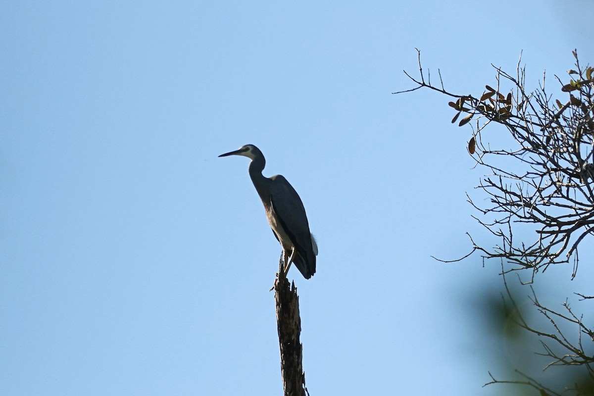 White-faced Heron - ML620432433