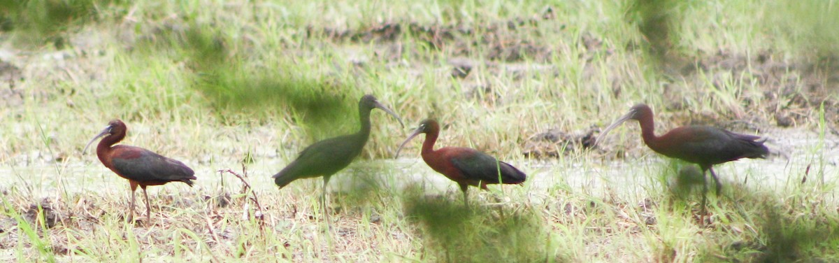 ibis hnědý - ML620432436