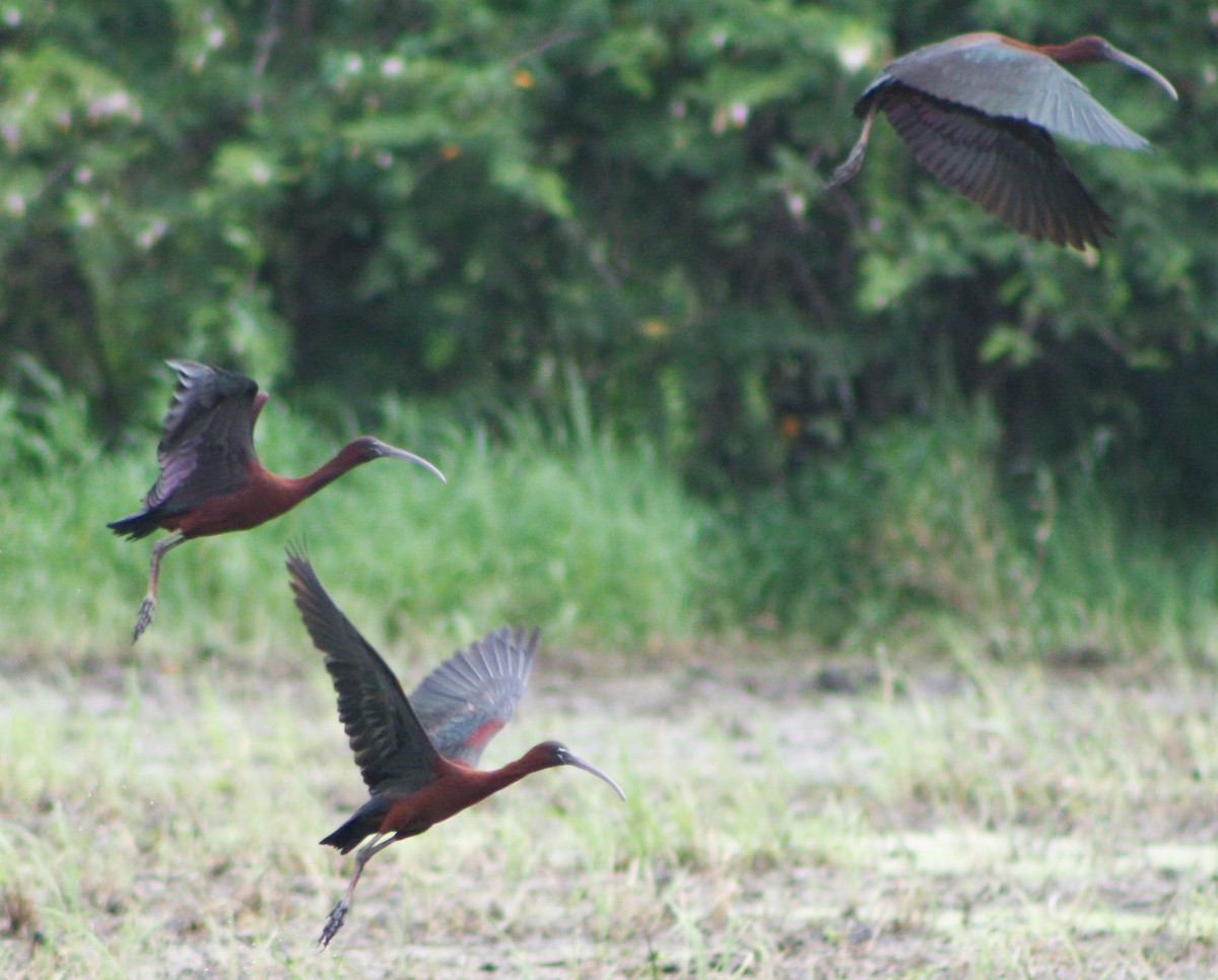 Glossy Ibis - ML620432437