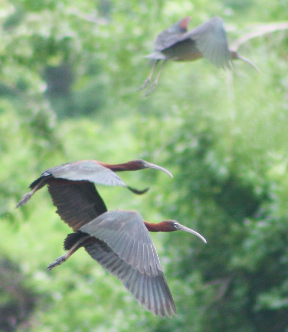 ibis hnědý - ML620432438