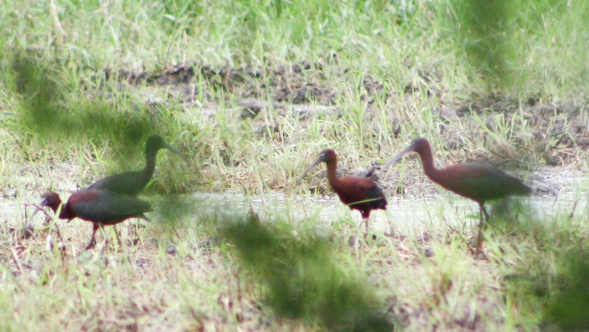 Glossy Ibis - ML620432439