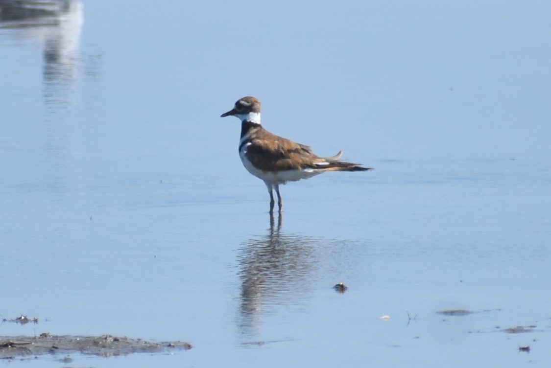 Killdeer - ML620432443