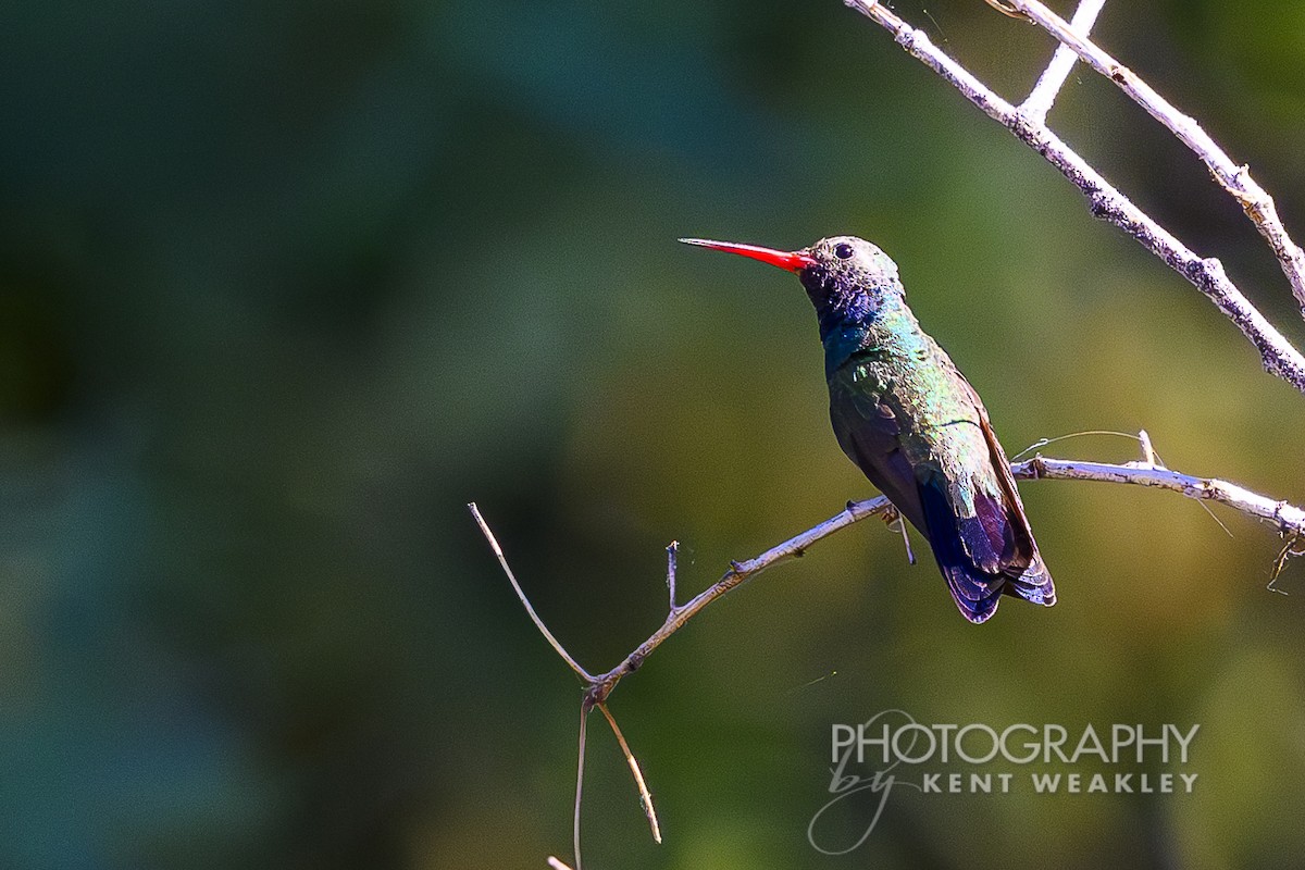 Broad-billed Hummingbird - ML620432448