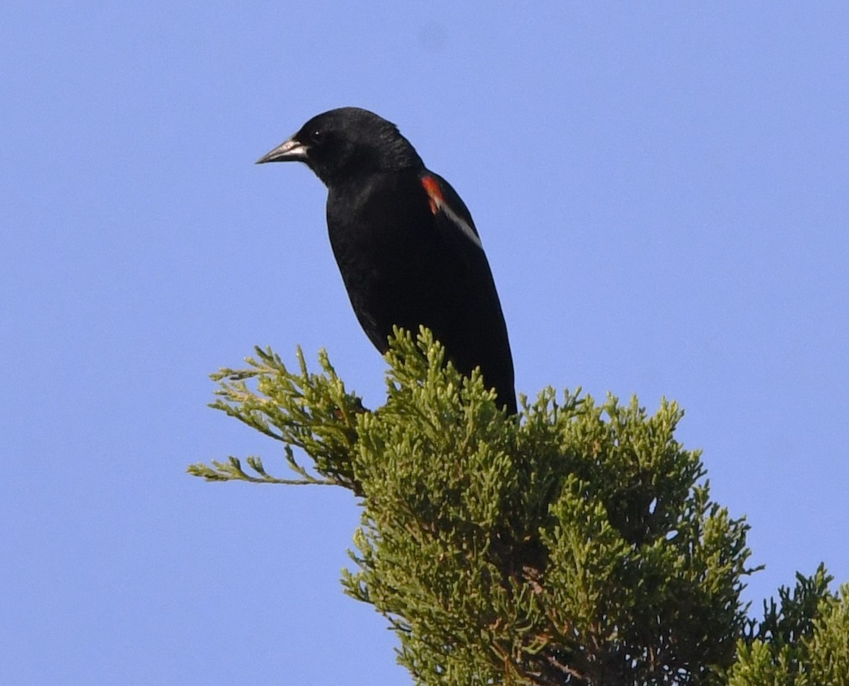 Red-winged Blackbird - ML620432449