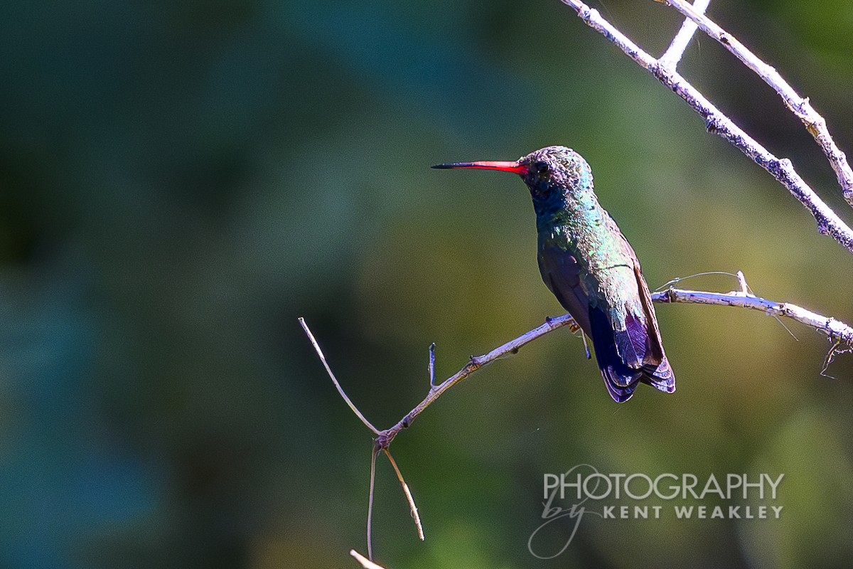 Broad-billed Hummingbird - ML620432450