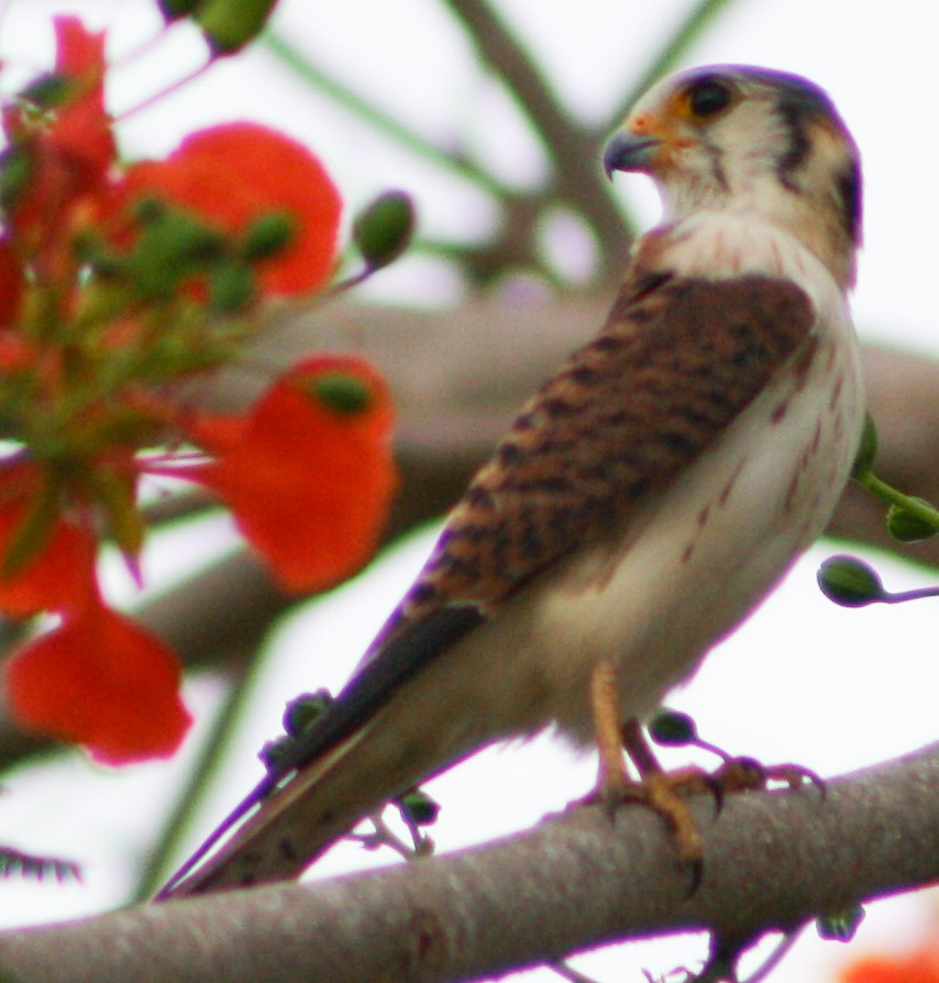 American Kestrel - ML620432452