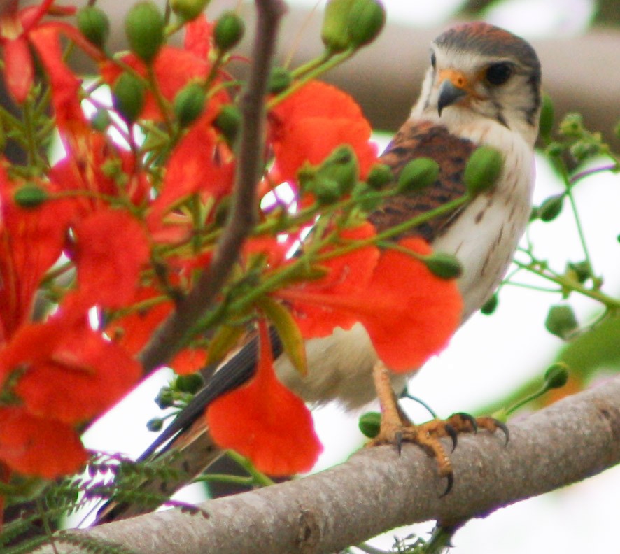 American Kestrel - ML620432453