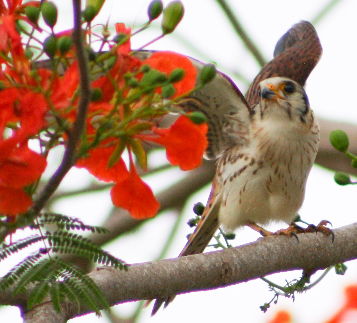 American Kestrel - ML620432456