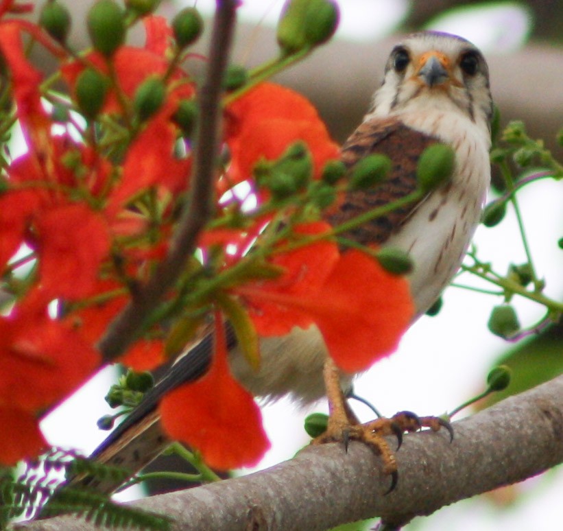 American Kestrel - ML620432458