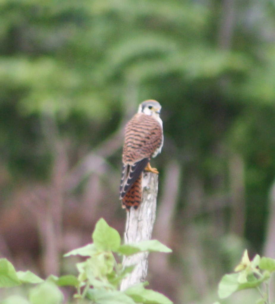 American Kestrel - ML620432459