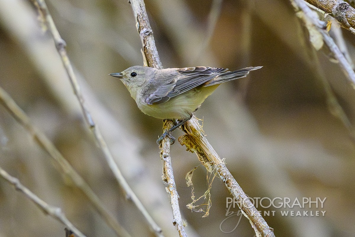 Lucy's Warbler - ML620432468