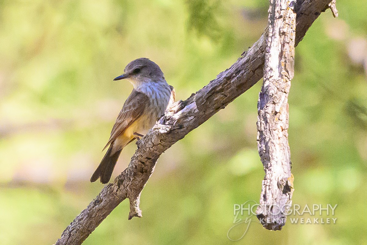 Vermilion Flycatcher - ML620432469