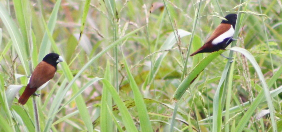 Tricolored Munia - ML620432471