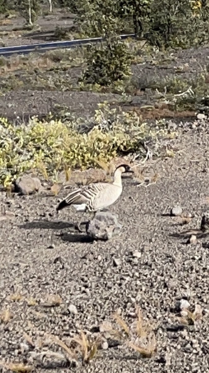 Hawaiian Goose - ML620432474