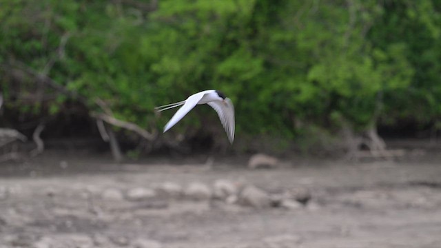 Forster's Tern - ML620432475