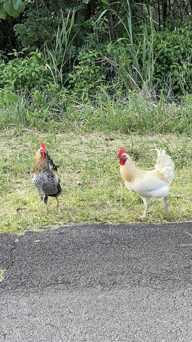 Red Junglefowl (Domestic type) - ML620432477