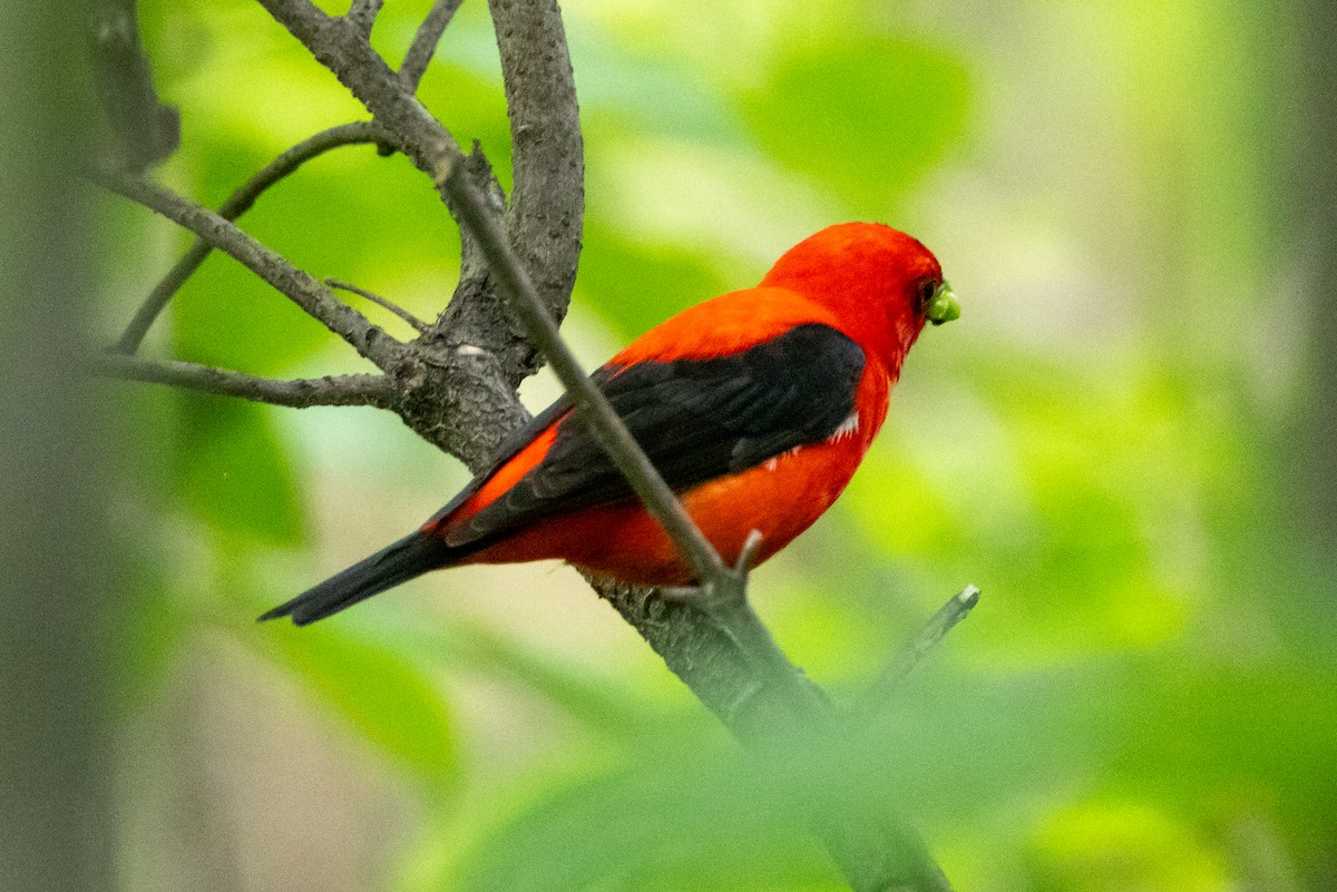 Scarlet Tanager - ML620432480