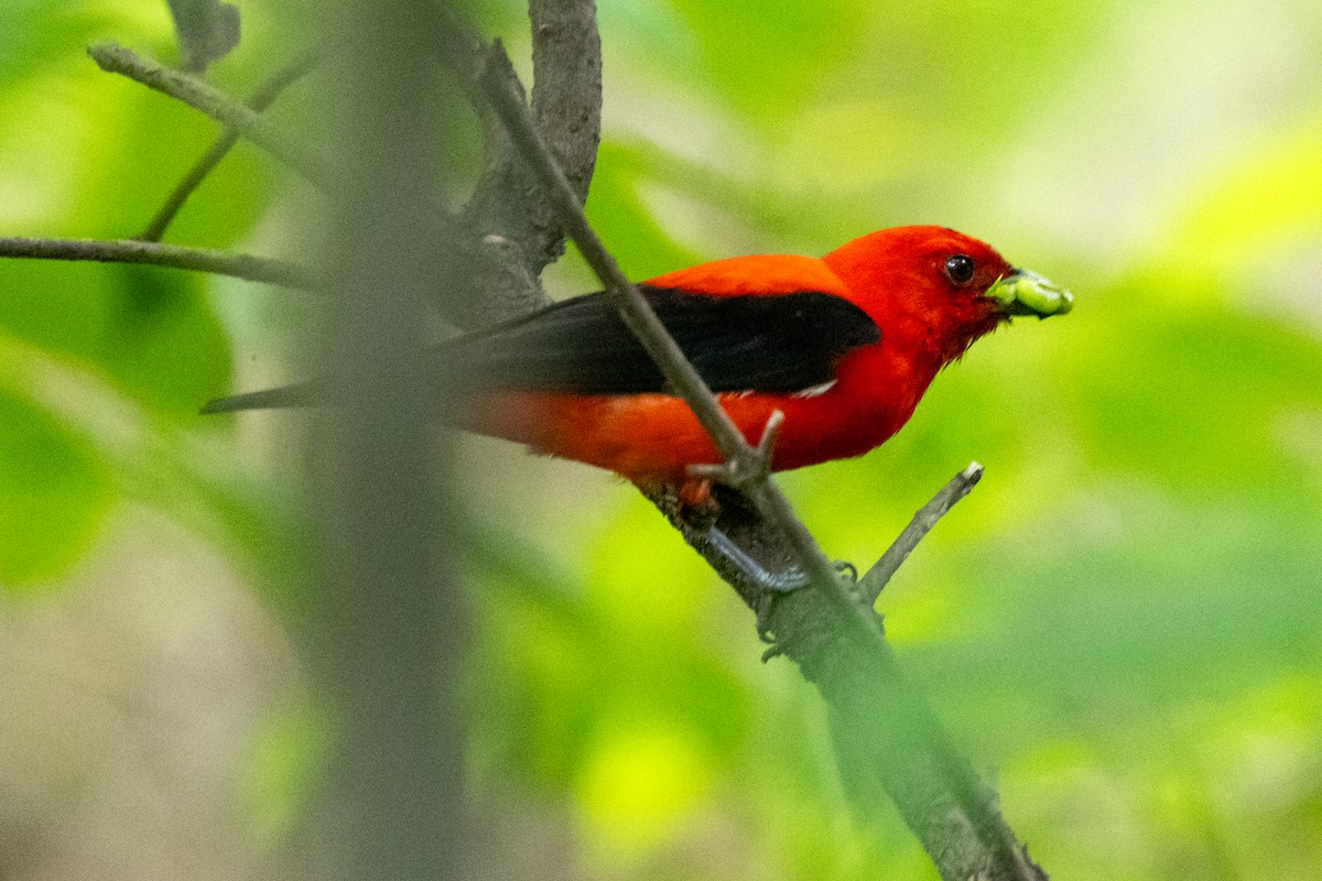 Scarlet Tanager - ML620432481