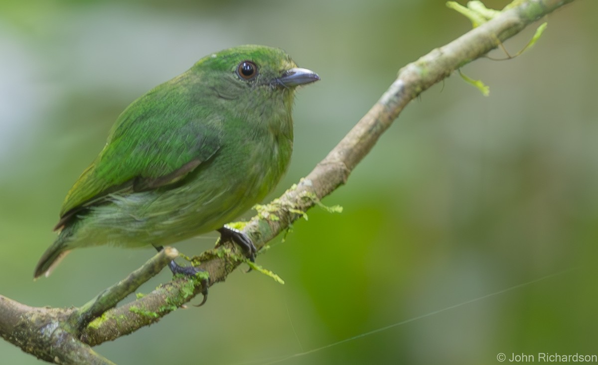 Green Manakin - ML620432483