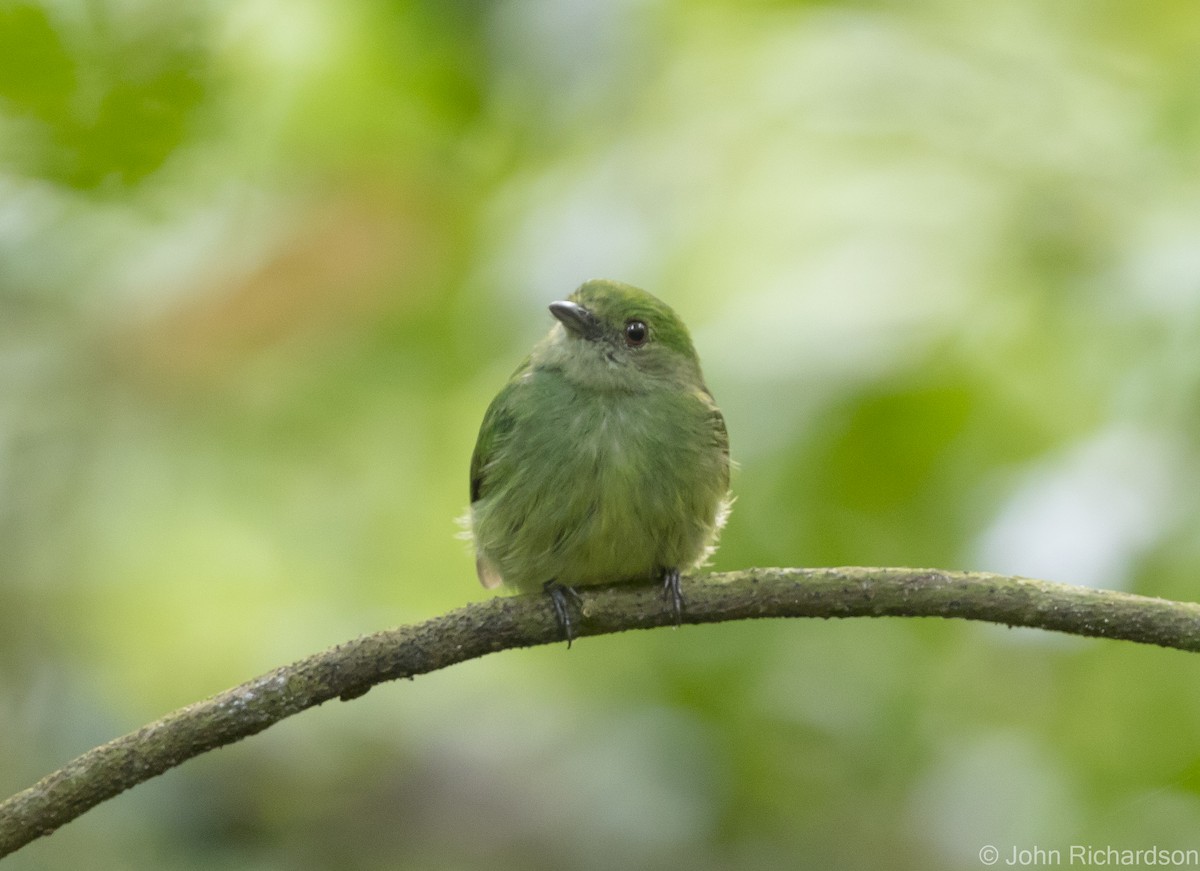 Green Manakin - ML620432484