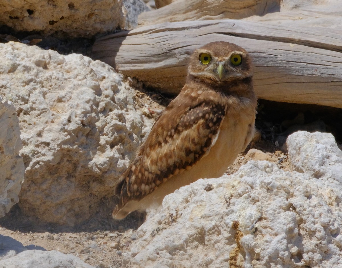 Burrowing Owl - ML620432485