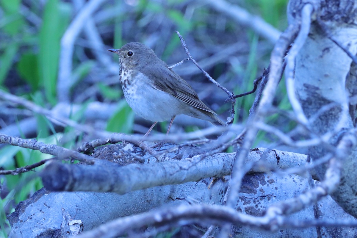 Swainson's Thrush - ML620432488