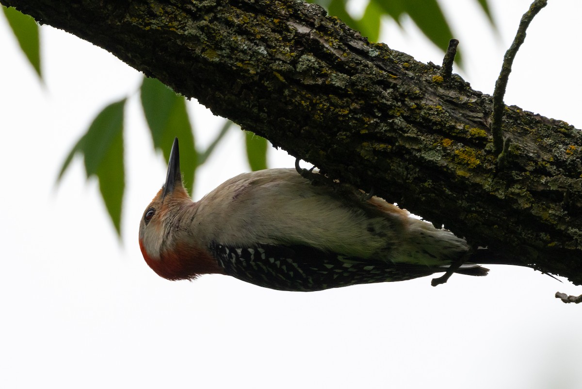 Red-bellied Woodpecker - ML620432490