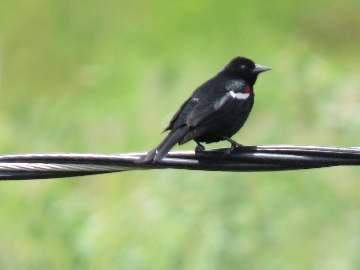 Tricolored Blackbird - ML620432491