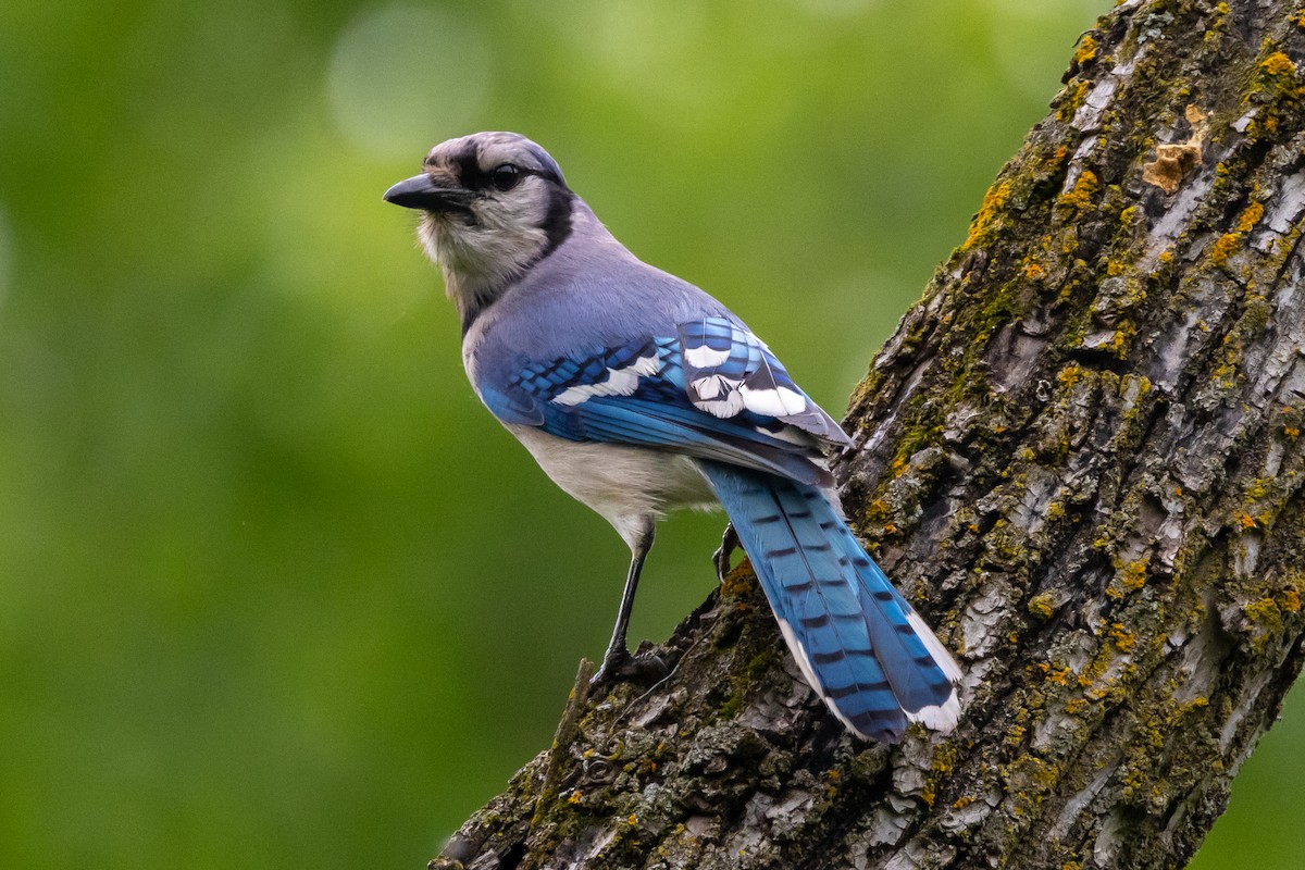 Blue Jay - KIRK BELLER