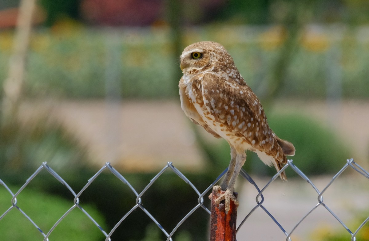 Burrowing Owl - ML620432500