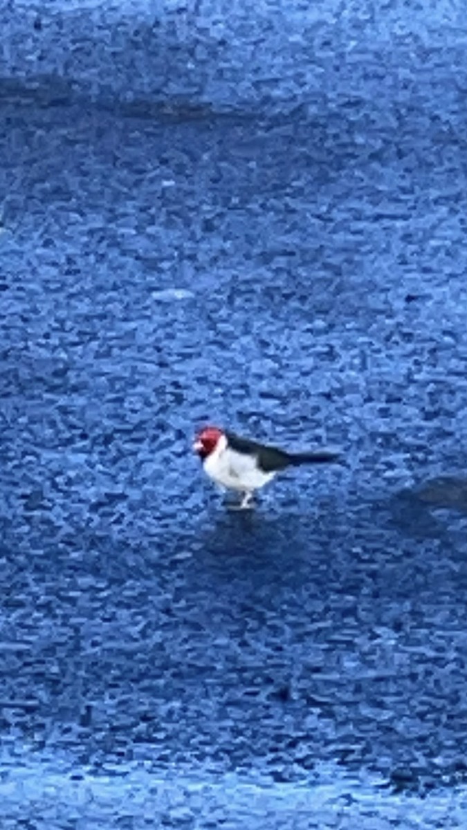 Yellow-billed Cardinal - ML620432502