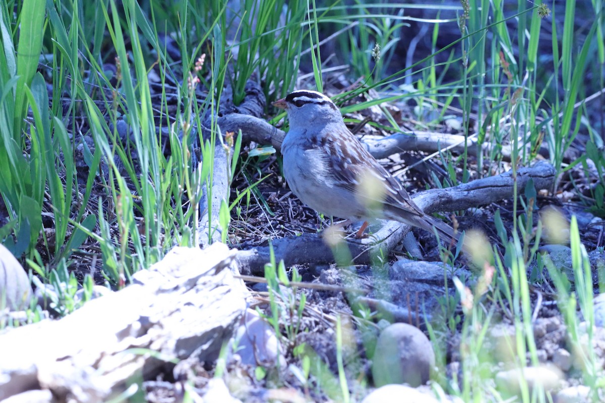 White-crowned Sparrow - ML620432515