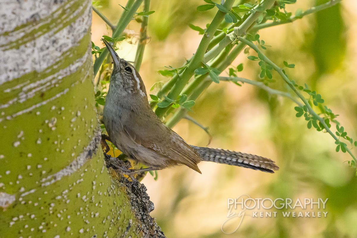 Bewick's Wren - Kent Weakley