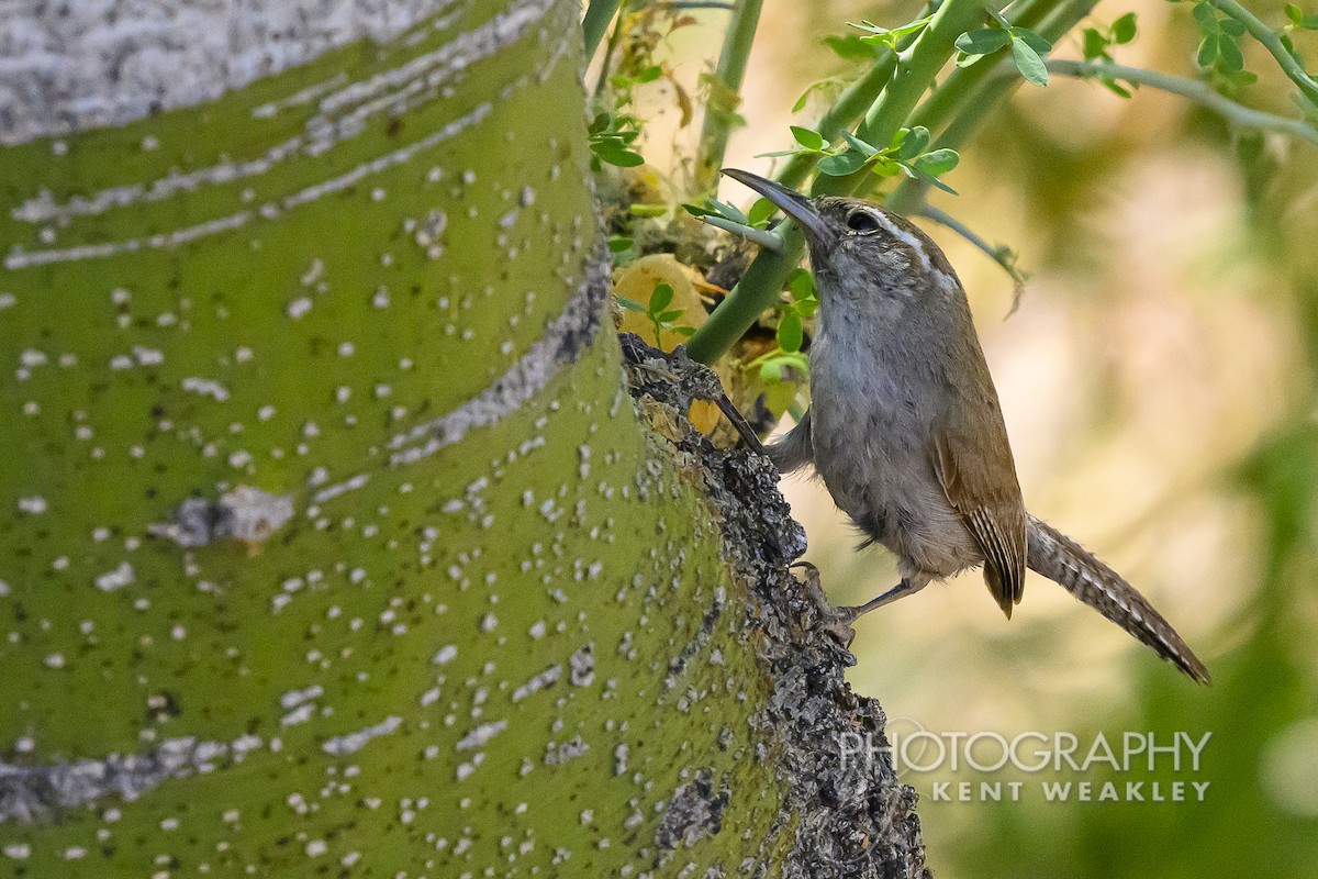 Bewick's Wren - ML620432519