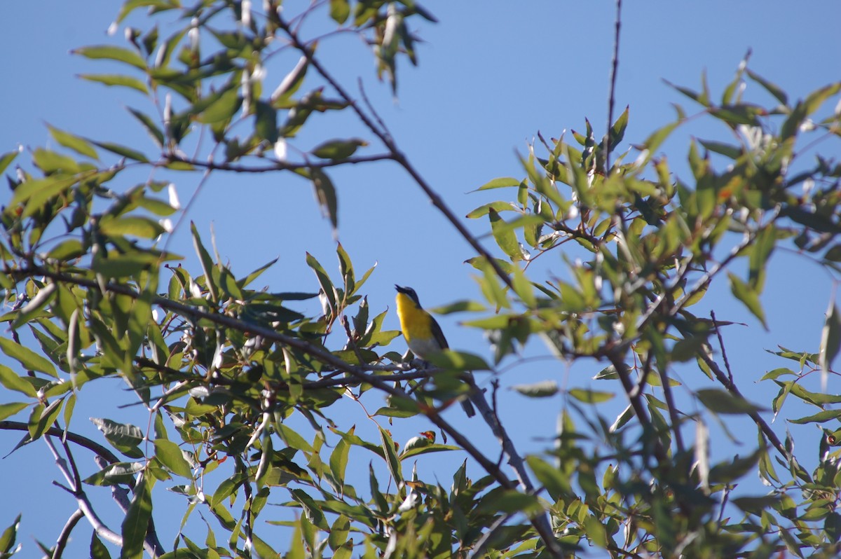 Yellow-breasted Chat - ML620432521